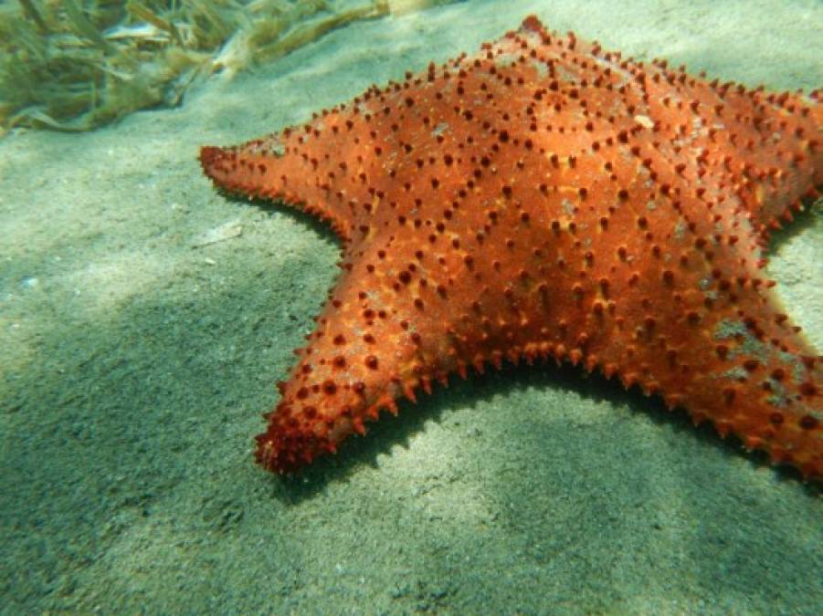 El Centro Universitario Regional del Litoral Atlántico (Curla), inicio en Trujillo, departamento de Colón, un proyecto de investigación sobre las poblaciones de estrellas marinas en la bahía que hace honor a esta ciudad del Caribe de Honduras.