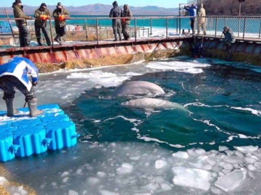 Los científicos denuncian que debido al hacinamiento y la presencia de 'microorganismos', los animales están enfermos, a lo que se suma el hielo y la falta de espacio, motivo por lo que las ballenas sufren de hipotermia.
