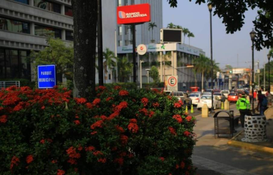 Las virginias también lucen en las jardineras del parque central.