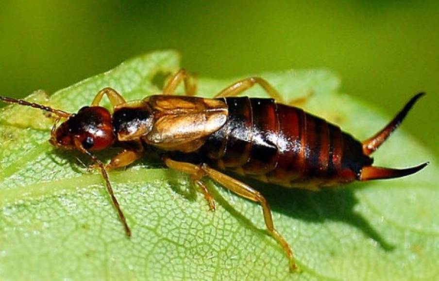 1967 “Tijerilla de Santa Elena”. Desde 1967 que no se lo ha visto a este insecto de la isla de Santa Elena en los hábitats del océano Atlántico. Se realizaron tres búsquedas de esta especie en los años: 1988, 1993 y 2003, en donde no encontraron a la tijerilla de Santa Elena.