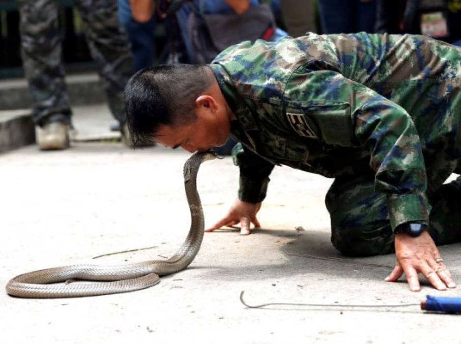 Las maniobras incluyen ejercicios de supervivencia. La imagen muestra a un instructor de la Marina tailandesa besar una cobra mientras enseña a marines estadounidenses y surcoreanos como atrapar este tipo de reptiles durante un entrenamiento en la jungla.