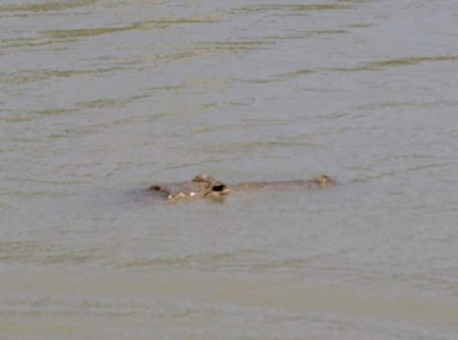 Extraoficialmente también se informó que en los estanques llenos de cocodrilos se encontraron restos humanos.