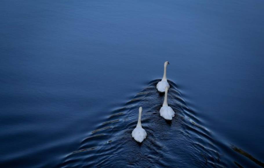 ALEMANIA. El trío de gansos. Tres gansos nadan tranquilamente en el canal Landwehr de Berlín. Foto: AFP/Kay Nietfeld