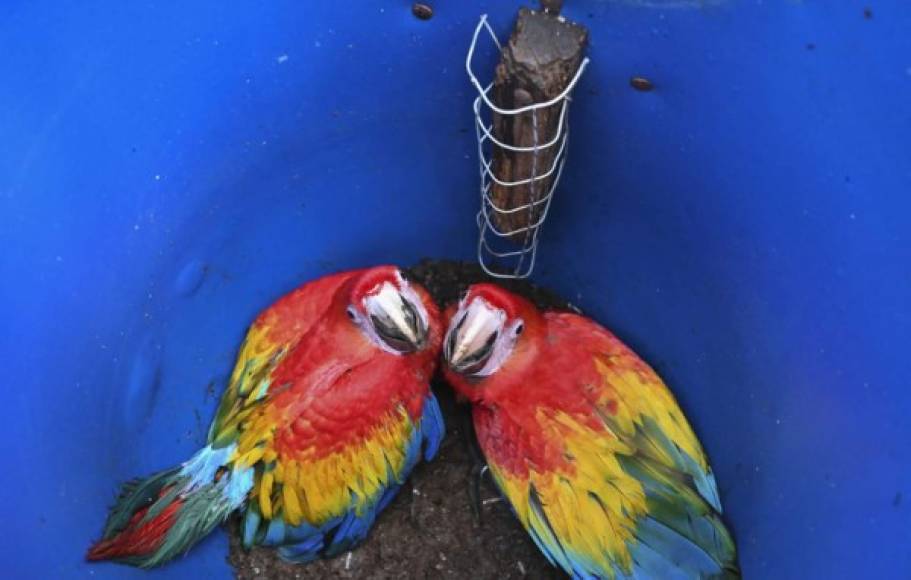 Las jóvenes aves, con un plumaje que parece haber sido salpicado a propósito con pinceles amarillos, azules y rojos, asoman la cabeza por el agujero frontal de un nido construido artificialmente con un barril de plástico, pero acondicionado por expertos en el tronco de un pino.