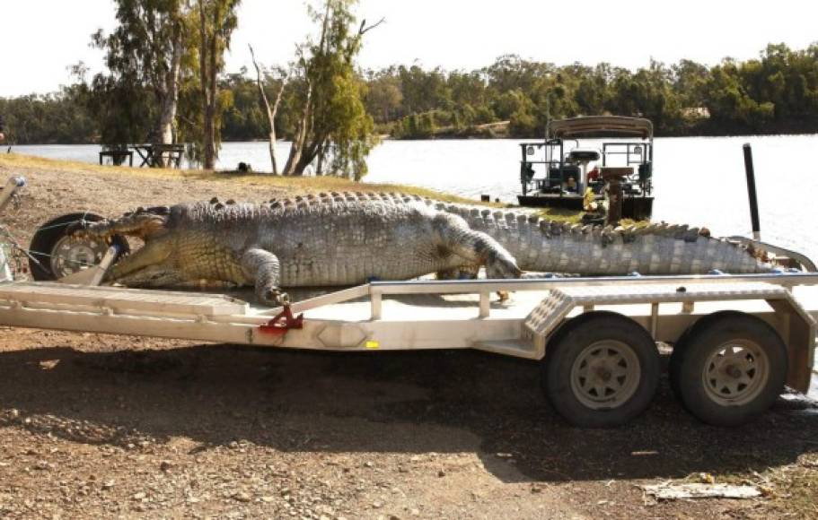 Australia. Atentado contra la vida silvestre-. Cocodrilo cerca de Rockhampton, en Queensland, hallado muerto por disparos. Buscan a los responsables del asesinato del animal de 5,2 metros de longitud.