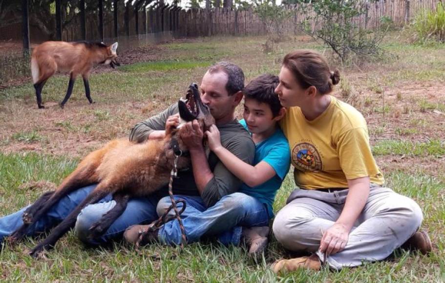 Conscientes de que se trata de un animal salvaje, los padres de Tiago nunca le han dejado solo cuando comparte momentos con los jaguares.