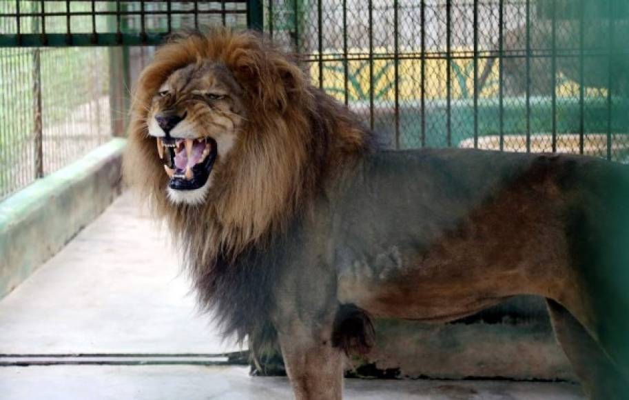 El rey de la selva no podía faltar. El león es uno de los más imponentes animales de Joya Grande.