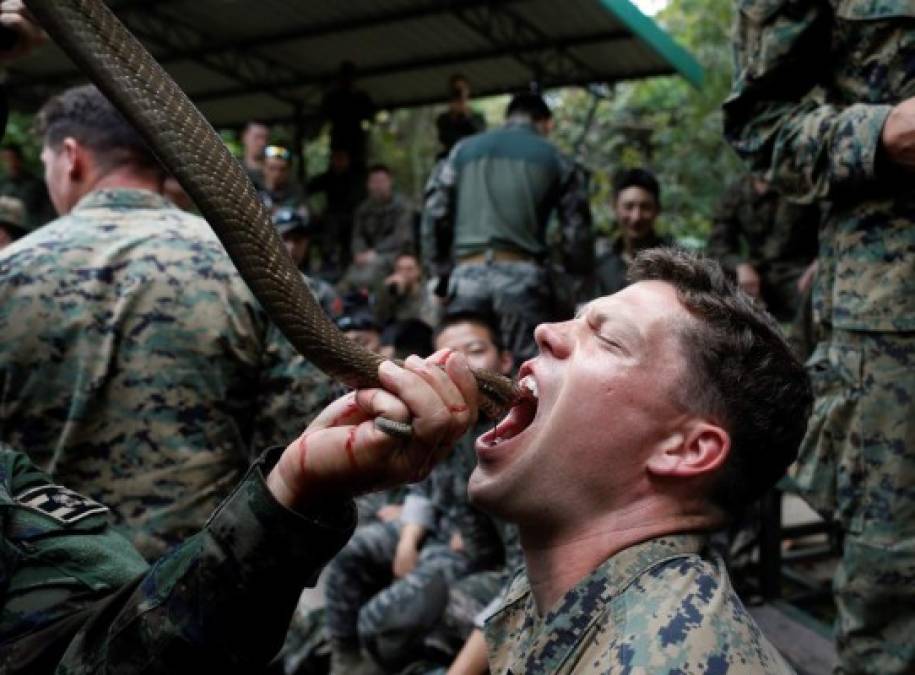 Varias imágenes que muestran a soldados estadounidenses bebiendo sangre de una cobra o comiendo carne de mono se viralizaron en redes sociales tras ser difundidas por las agencias de noticias esta semana, sin embargo, estos ejercicios forman parte de un entrenamiento extremo de supervivencia que los marines han realizado por varios años en la jungla de Tailandia. (Advertencia, imágenes sensibles).