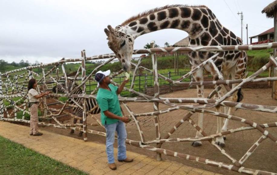 Las jirafas son uno de los animales que más llama la atención de los visitantes a Joya Grande. Fotos Amílcar Izaguirre.