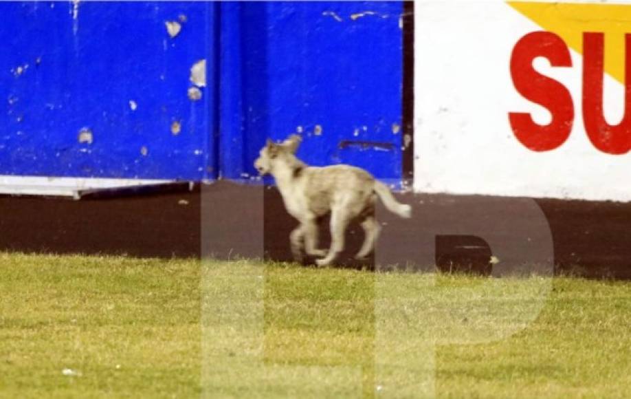 El 'intruso'. Este perro llamó la atención al meterse al estadio Nacional en pleno partido UPN-Olimpia.