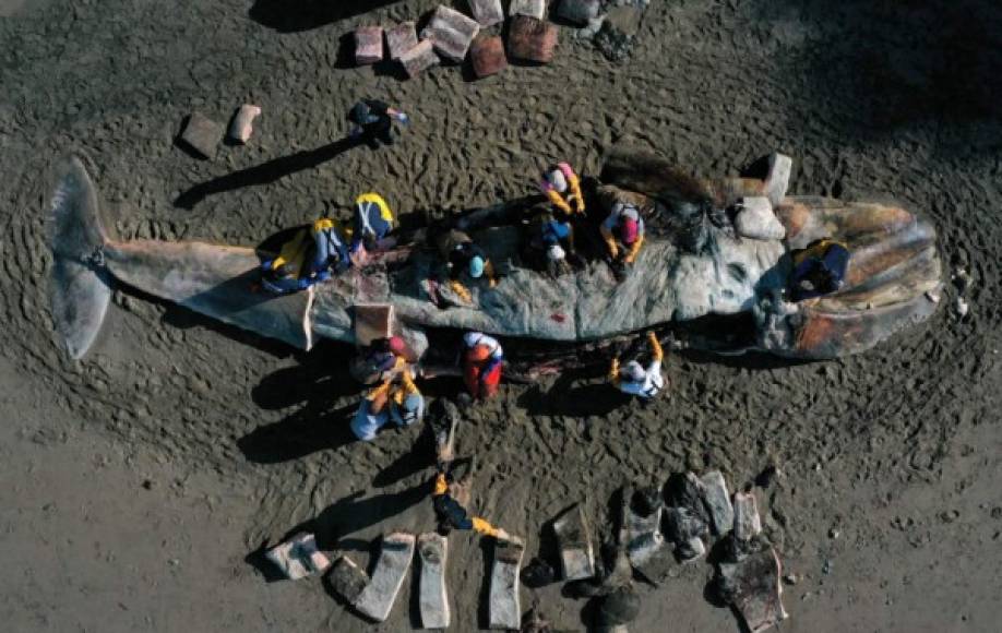 Los científicos y voluntarios del Centro de Mamíferos Marinos y la Academia de Ciencias de California están a cargo de descubrir qué fue lo que pasó con dichos cetáceos.
