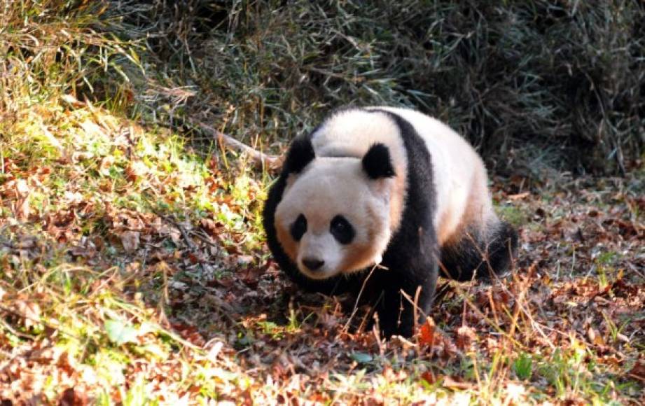 Pekín. Pandas en choque cultural. Los pandas gemelos criados en Atlanta no se adaptan aún a su entorno en China y prefieren la comida de EUA.<br/><br/>A study from Nature, published on December 8, 2016 said that fragmented habitats of the giant panda, would be a threat for the survival of the population in the long-term. / AFP PHOTO / STR