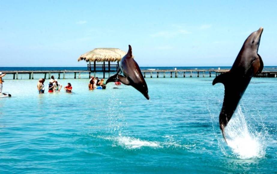 Esta ruta abarca los destinos de Trujillo, La Ceiba, Cayos Cochinos e Islas de la Bahía. Recorriendo todos estos lugares paradisiacos podrás observar a los delfines en su hábitat natural.
