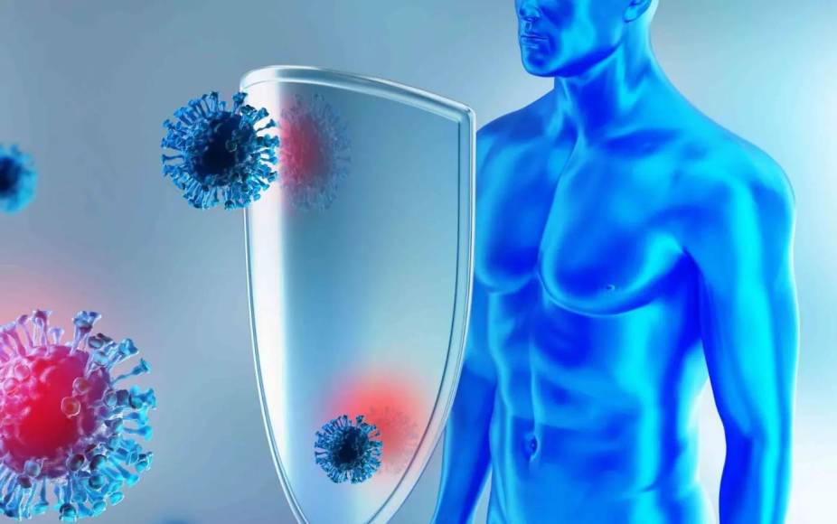 ¿Es posible rejuvenecer el sistema inmunitario?
