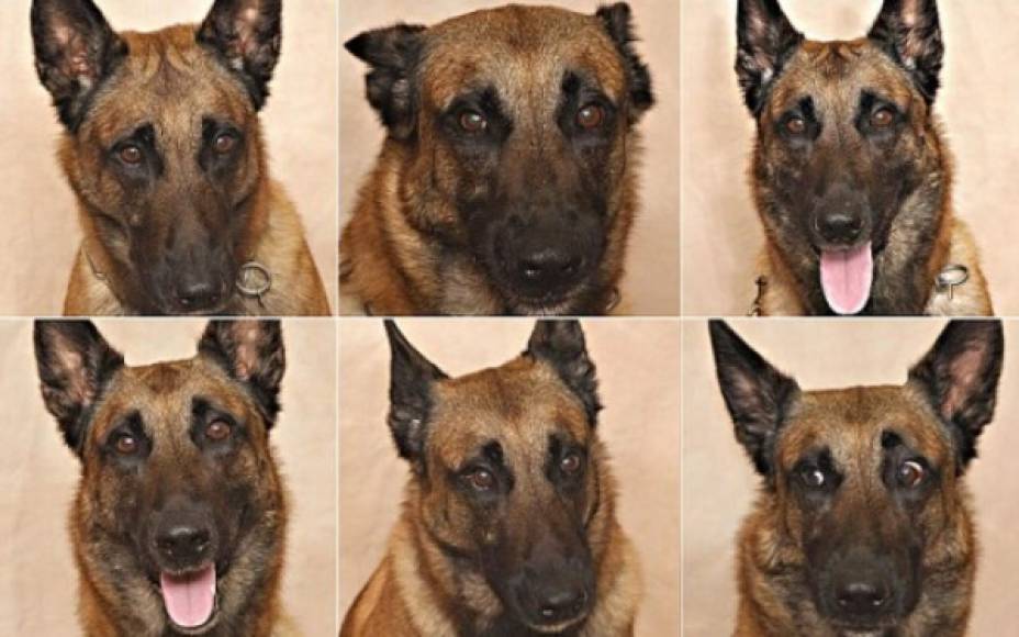Pero este nuevo estudio 'da un paso en lo que entendemos por cognición canina. Ahora sabemos que los perros producen más expresiones faciales cuando los humanos les están haciendo caso'.<br/>