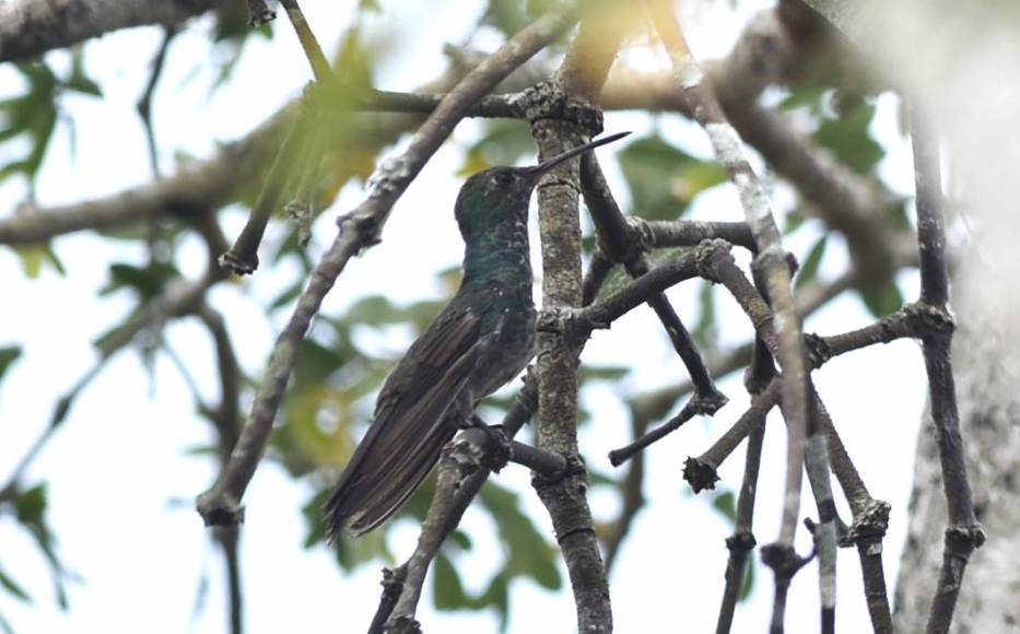 Sola basta un poco de paciencia para poder avistar el colibrí esmeralda.