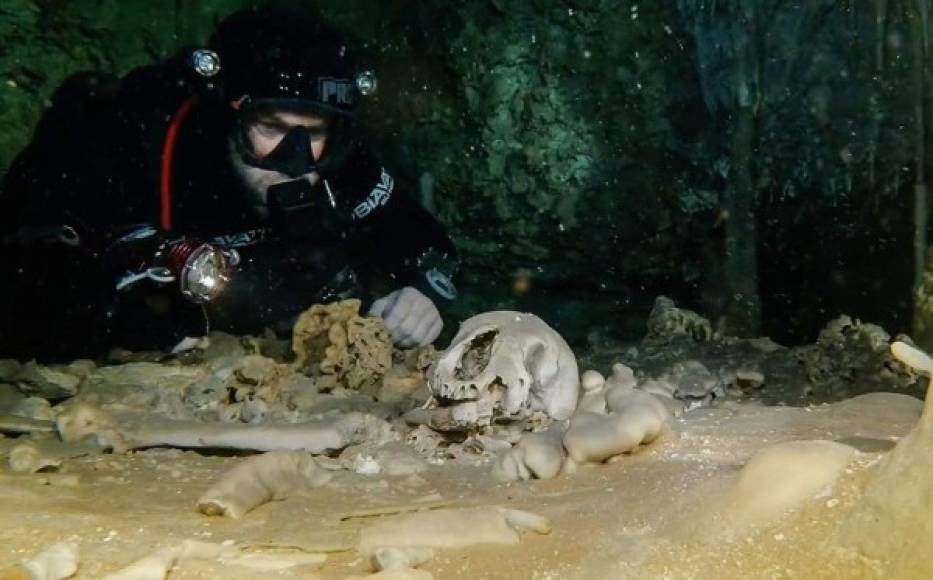 En Sac Actun se ha encontrado 'más de 200 cenotes' con restos de 'huesos de fauna extinta del Pleistoceno (que empezó hace más de 2,5 millones de años), como gonfoterios (elefantes antiguos), perezosos gigantes y osos', develaron arqueólogos del INAH.