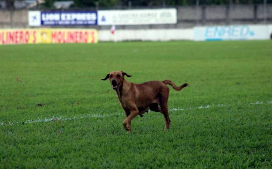 Intruso. Un perro se paseó por la cancha del estadio Francisco Martínez Durón en el partido Real Sociedad-Olimpia. Foto Edgar Witty