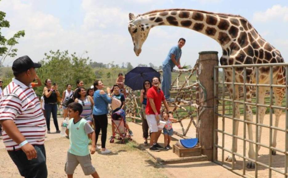 Se inicia Lago Fest que culmina el domingo con una variedad de eventos<br/><br/>Muchos turistas procedentes de El Salvador y varias regiones de Honduras ya disfrutan de la belleza natural del Lago de Yojoa, así como de su gastronomía y costumbres. <br/><br/>En ese hermoso paraje hondureño comenzó el pasado jueves el Lago Fest, un evento que promete mucha diversión y que este día se inaugura en las instalaciones de la represa hidroeléctrica Francisco Morazán.<br/>