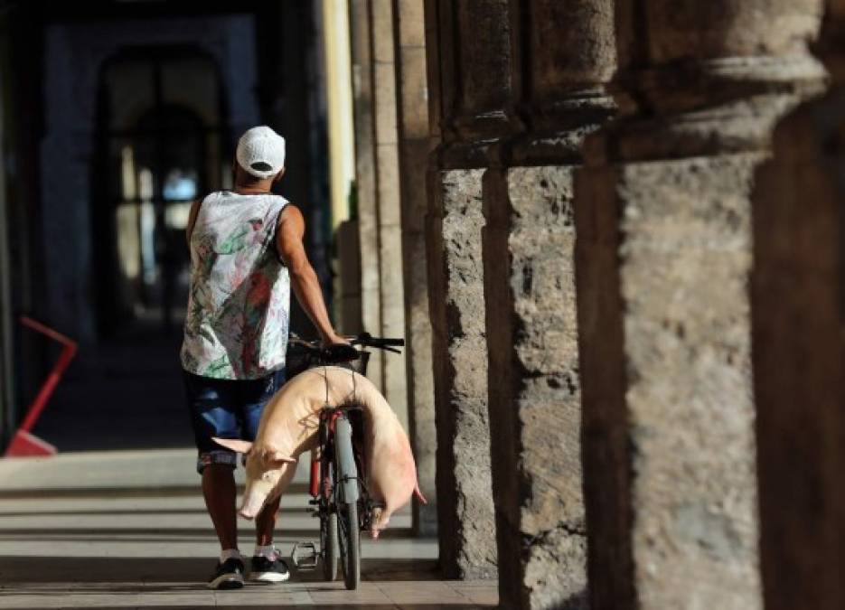 CUBA. ¿A dónde va ese lechón? Un hombre camina por La Habana mientras carga un cerdo en una bicicleta. Foto: EFE/Alejandro Ernesto
