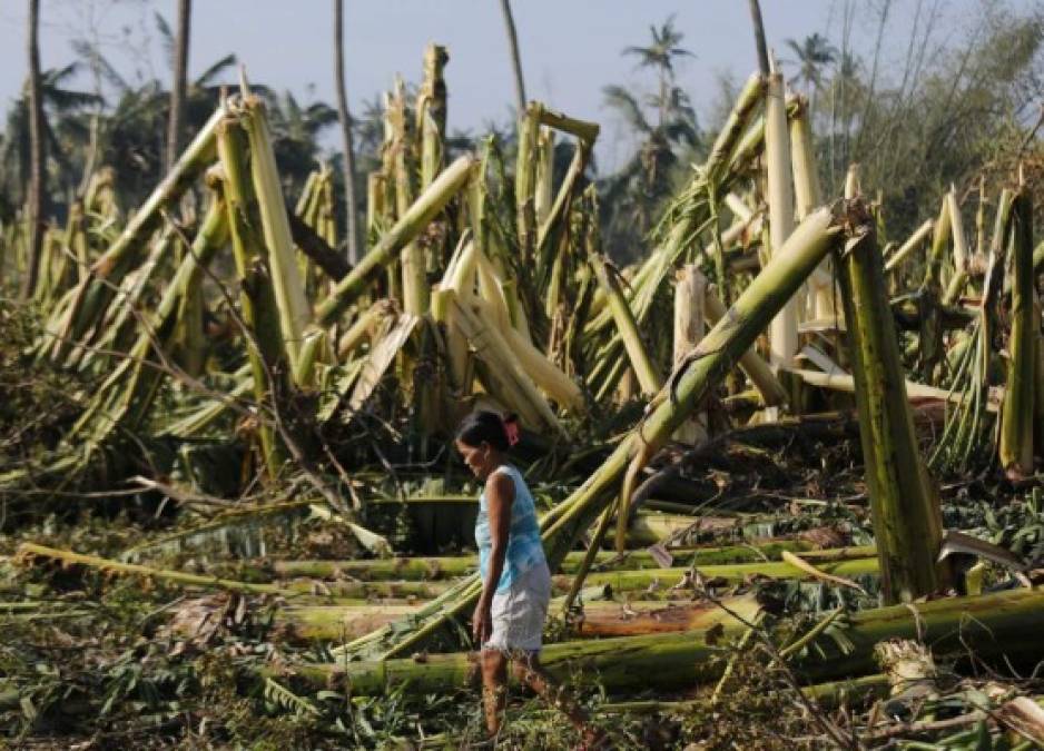 FILIPINAS. Tifón deja muerte y destrucción. Una mujer camina junto a una plantación de plátanos destruida en Anayan, a raíz del paso del tifón Nock-Ten. FOTO: EFE/Francis R. Malasig