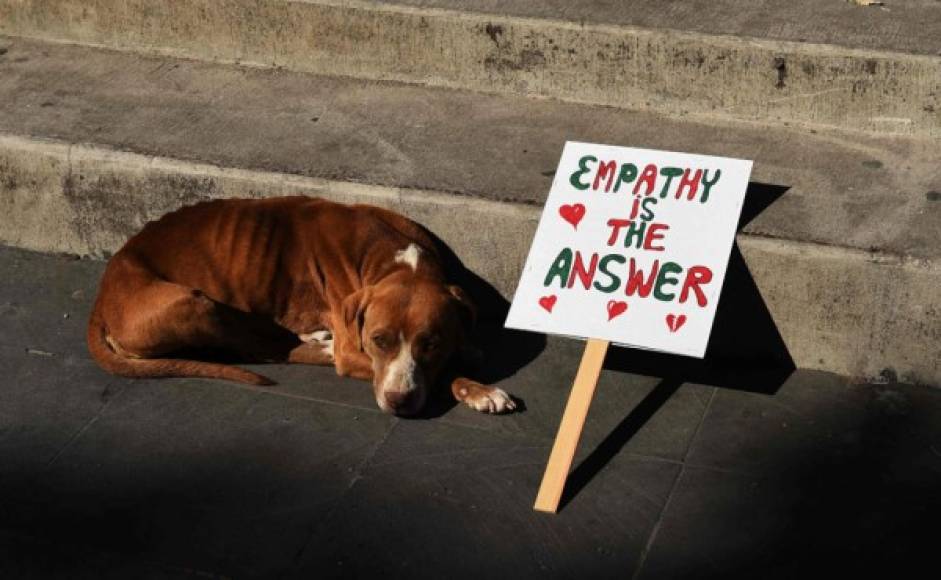 'La empatía es la clave' se lee en una pancarta al lado de un perro durante las protestas de mujeres el sábado en Washington.