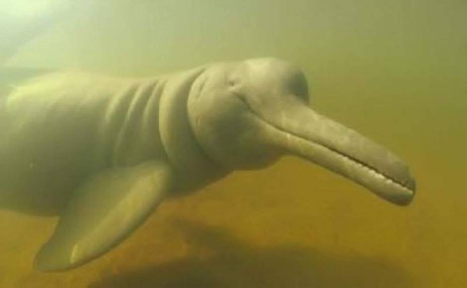 2006 “Delfín baiji”. Es una especie de Delfín que se encuentra “funcionalmente extinguida”. En el año 2007 se filmo un video de lo que parecía ser un delfín baiji. Pero aunque existan algunas de estas especies acuáticas en el mar, ya no son capaces de reproducirse.