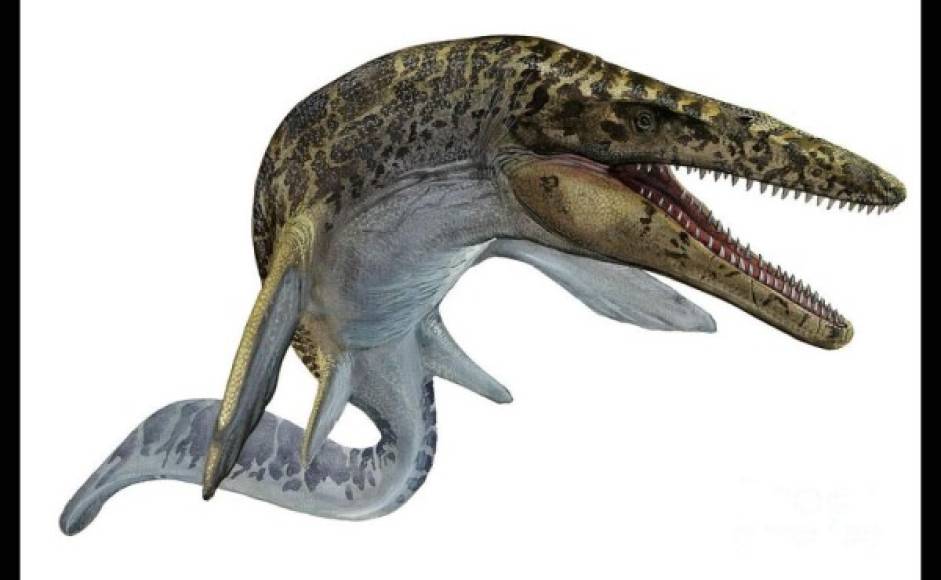 Mosasaurus, cinco toneladas y más de 18 metros.
