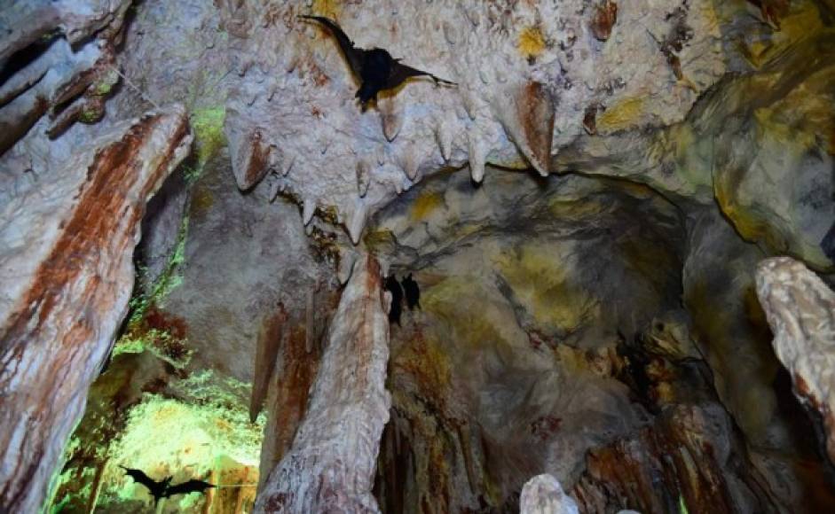 Además está climatizado y cuenta con réplicas de los animales que habitan en las mismas.