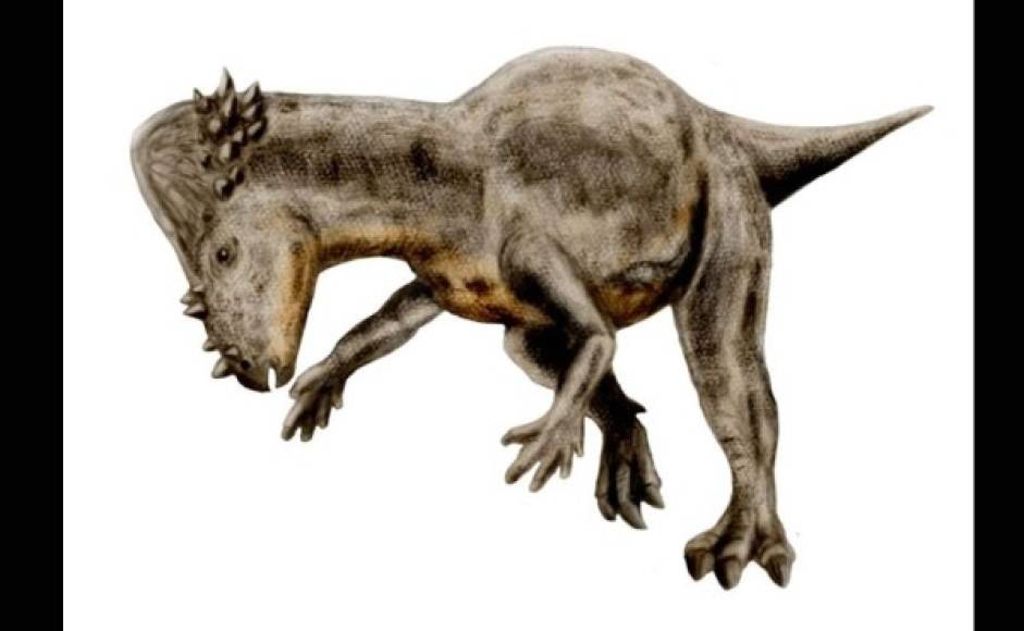 Pachycephalosaurus, el reptil de la «cabeza gruesa».
