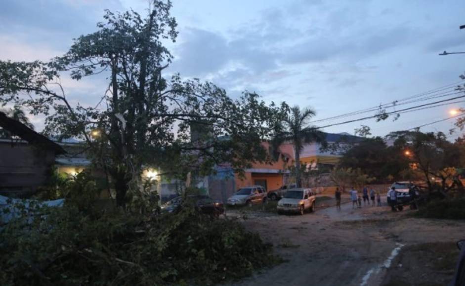 La tarde de este miércoles 2 de octubre se registraron fuertes vientos en San Pedro Sula, que derribaron árboles y levantaron techos de varias casas.