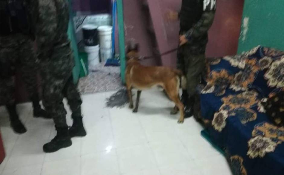 La Policía llevó perros a fin de asegurarse que los reclusos no tuvieran droga.