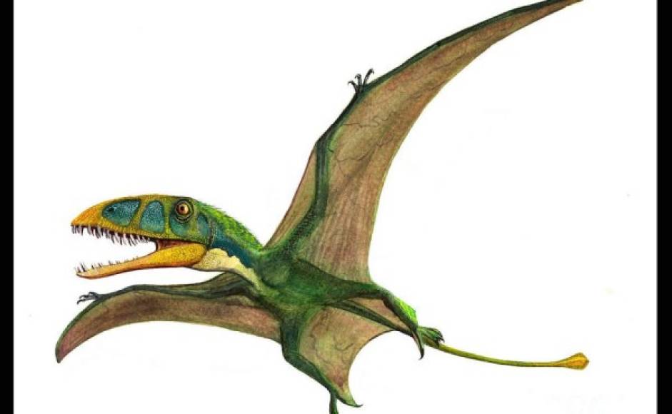 Dimorphodon («dientes de dos formas»).