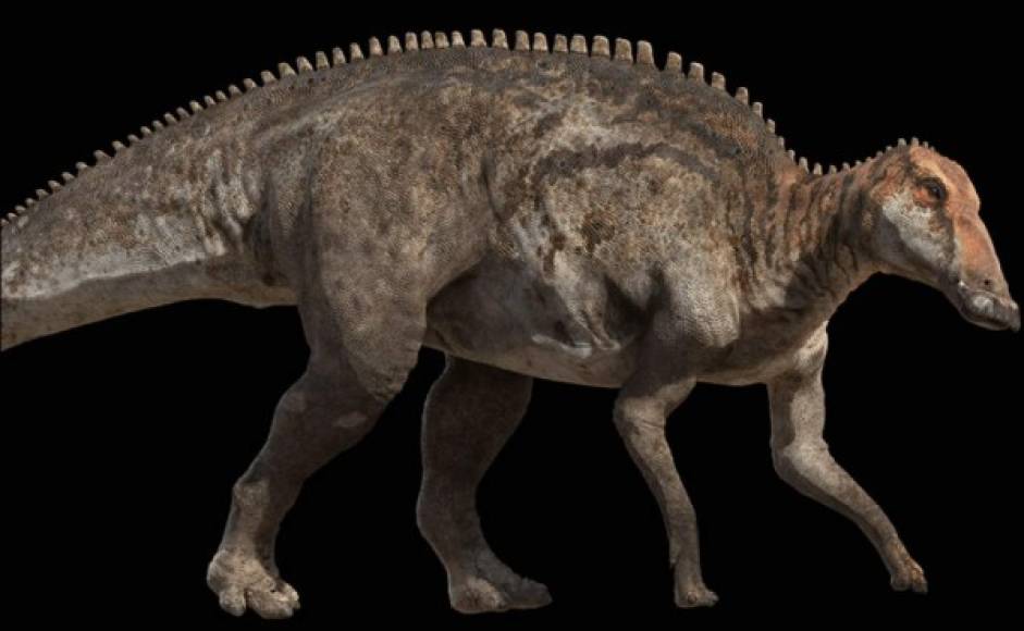 Edmontosaurus, diez metros de altura y cuatro toneladas.