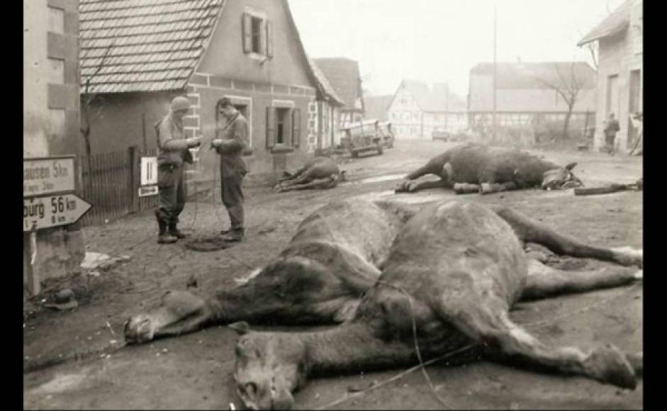 Varios animales sufrieron la destrucción ocasionada por la Guerra.
