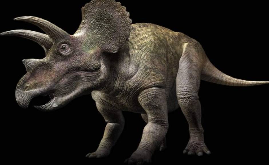 Triceraptops, diez toneladas y más de nueve metros.