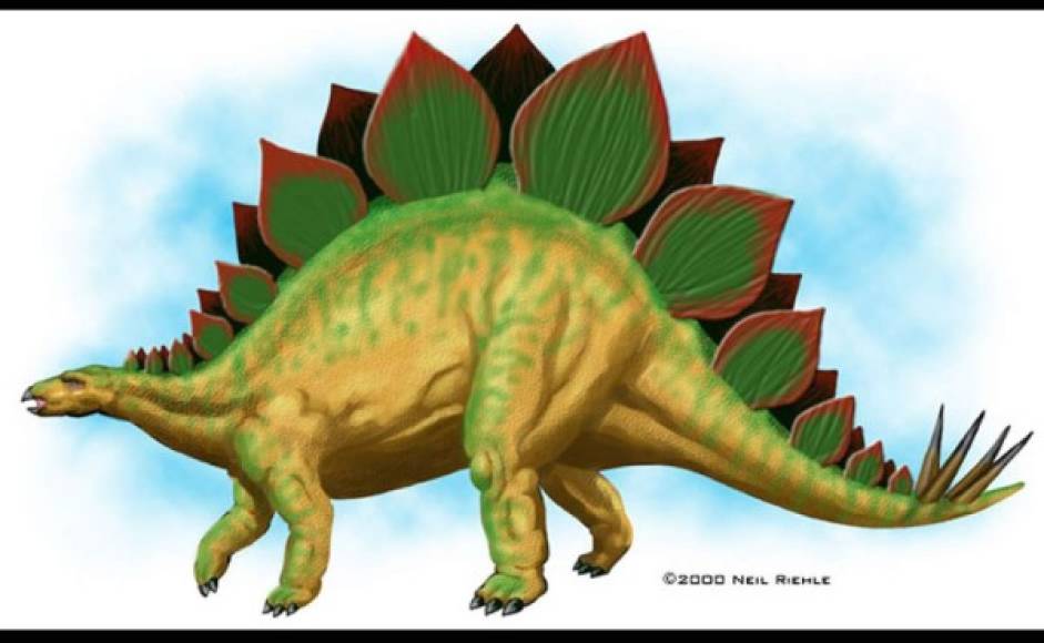 Stegosaurus, cinco toneladas y más de nueve metros.