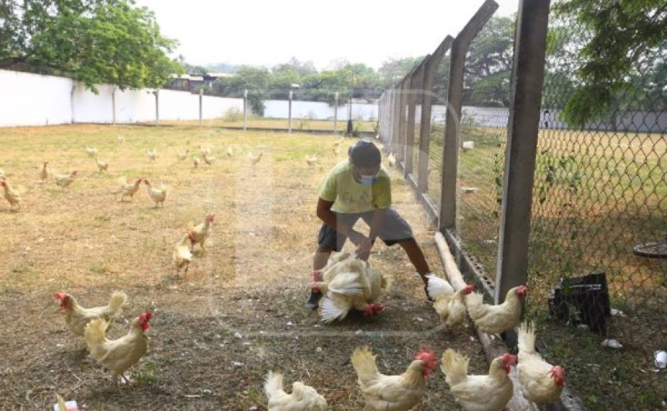 Las colonias en donde se entregaron las gallinas son pobladas por personas que viven del día a día, y otras desempleados, es en ese sentido que el empresario Roberto Contreras tuvo la acción solidaria.