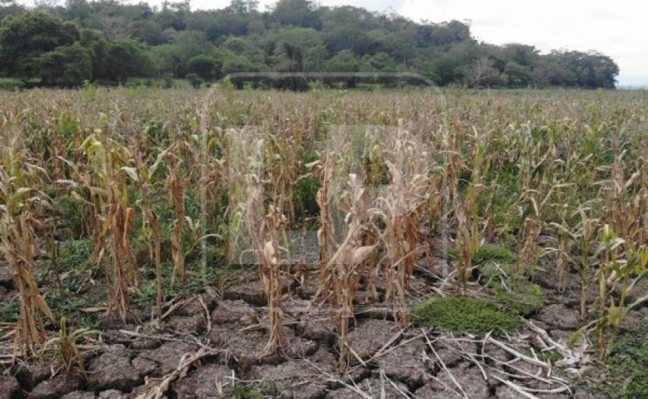 Si bien el cambio climático jugó en contra de la laguna de Jucutuma, la mano criminal del hombre no se quedó atrás. Donde antes había agua ahora es un maizal.