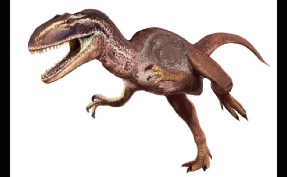 Metriacanthosaurus, una tonelada y más de ocho metros.<br/>
