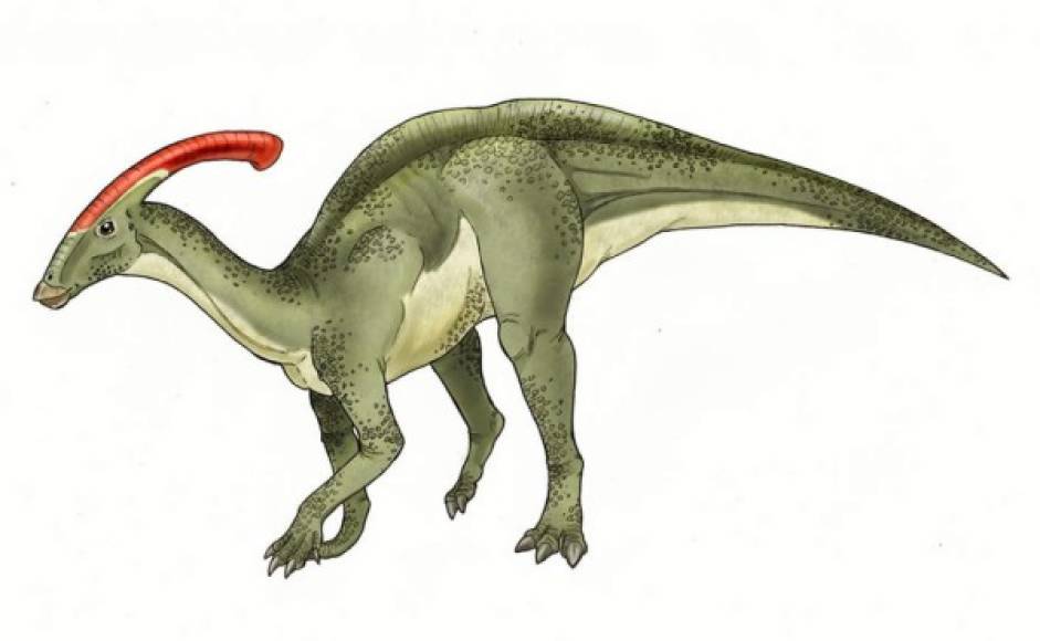 Parasaurolphus, dos toneladas y más de dos metros de altura.