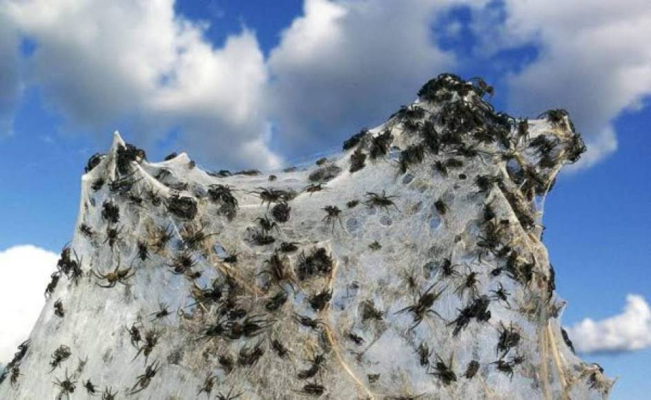 Las inundaciones en Australia han provocado una invasión de las llamadas arañas de tela de embudo, una especie venenosa cuya picadura puede ser mortal.