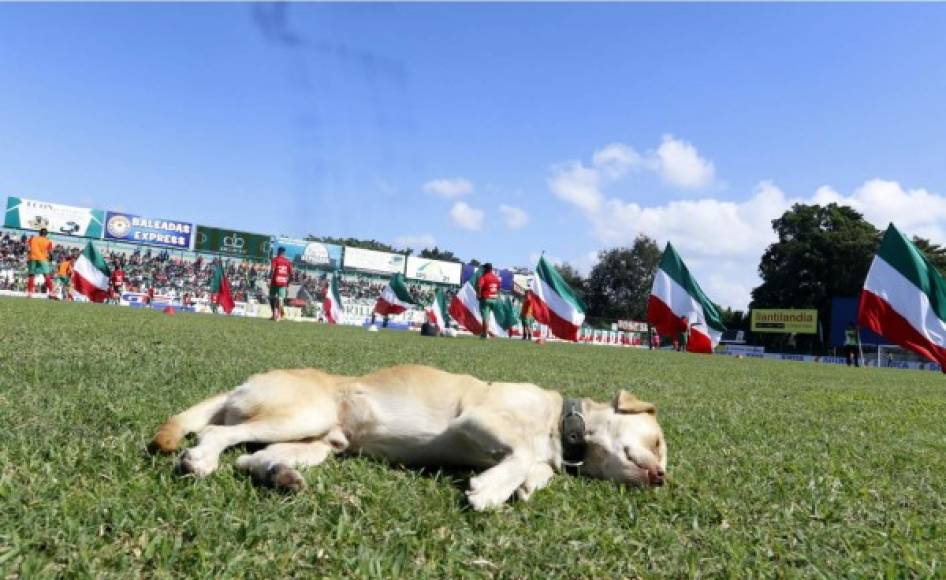 Un perro descansa tranquilamente en el césped del Yankel antes del partido.