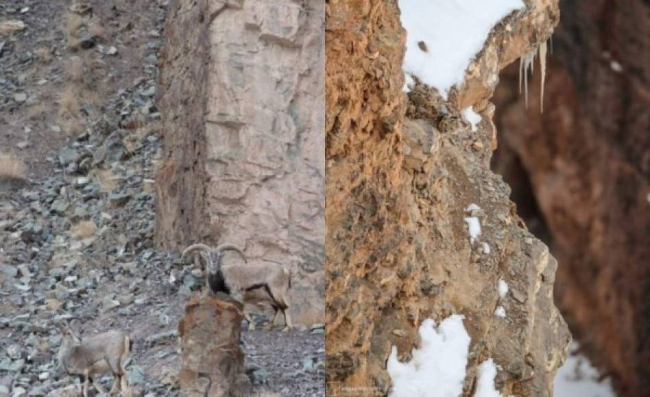 En las últimas los usuarios de Twitter se 'quiebran' la cabeza descubriendo en dónde están los 'leopardos de nieve' ocultos en este collage de dos fotos. <br/><br/>Los seguidores de esta red social les ha costado identificar a los felinos en vías de extinción. ¿Cuánta los segundos para encontrarlos y pasa a las siguientes imágenes.
