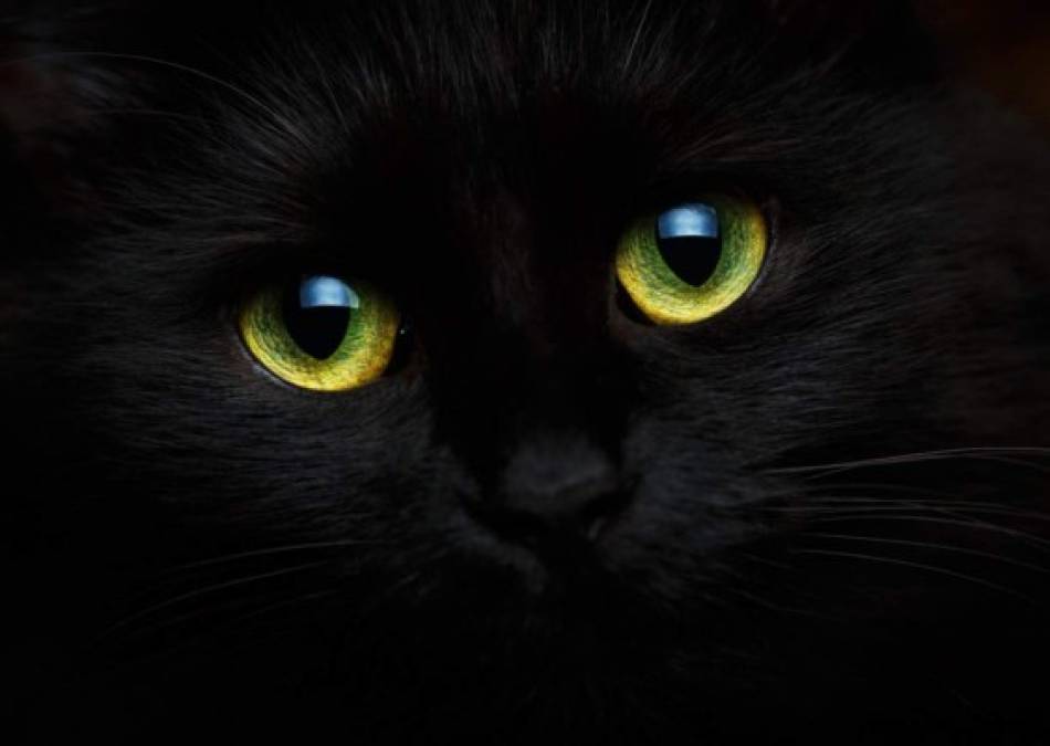 Un gato negro, que se quiebre el espejo que representa 7 años de mala suerte, pasar por en medio de una escalera o que se le caiga un poco de sal es para los superticiosos un mal augurio.