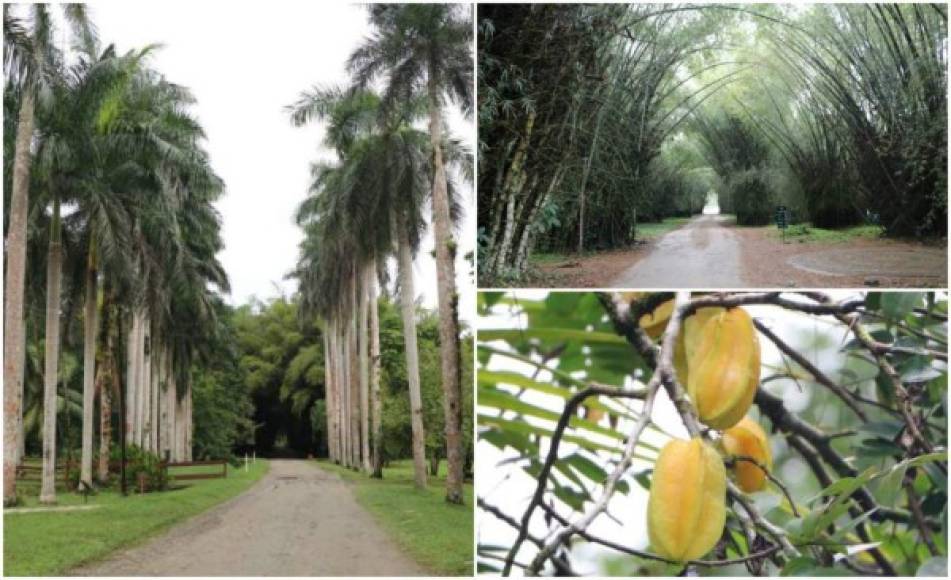 Por décadas, el Jardín Botánico Lancetilla ha sido uno de los atractivos más importantes de Honduras, su vegetación invita a propios y extraños a adentrarse a ella por senderos y conocer la historia, nombres y beneficios para la humanidad de cerca de 1,500 especies de plantas.