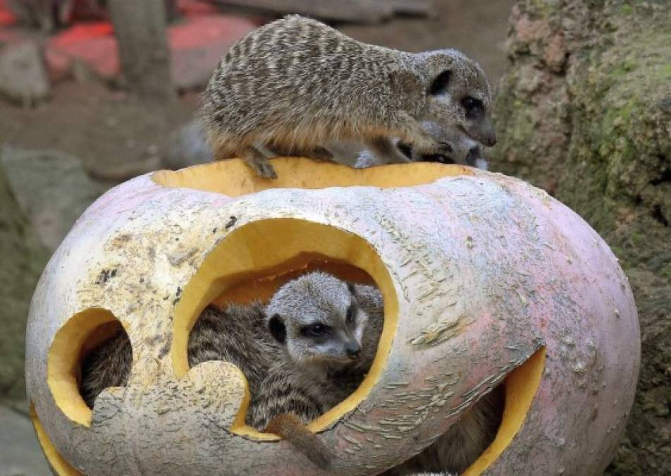 ALEMANIA. Suricatas en Halloween. Suricatas se entretienen con una calabaza decorada con motivos de Halloween en el zoológico de Hanover. Foto: EFE/Holger Hollemann