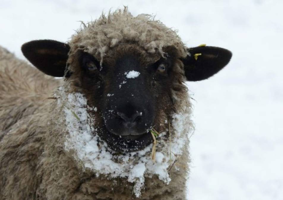 Los animales también disfrutaron de la nieve.