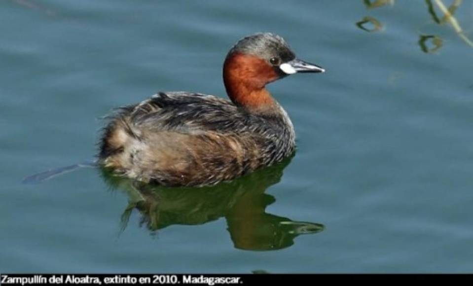 2010 “Zampullín”. El pato Zampullín se extinguió a causa de la casería de peces carnívoros no originarios de la región de Madagascar que es en donde se hallaba esta especie.