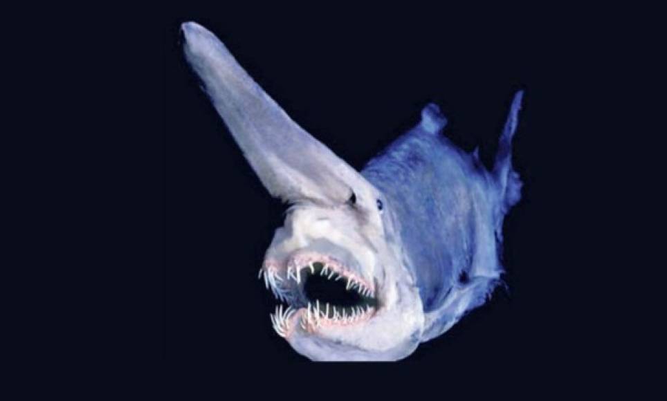 Tiburón duende<br/><br/>Mitsukurina owstoni o tiburón duende. Su extraña morfología presenta una notoria prolongación que sobresale de su boca. Su cuerpo es color rojizo y su dorso color gris, además de la apariencia terrorífica que refleja. Este tiburón usualmente pasa de los seis metros de longitud, habita en las aguas profundas de los mares. Se encuentra en el océano Atlántico y en las aguas comprendidas de Japón a Australia y en el océano Índico occidental. Imagen tomada de https://www.nauticalnewstoday.com/tiburon-duende-maquina-matar/